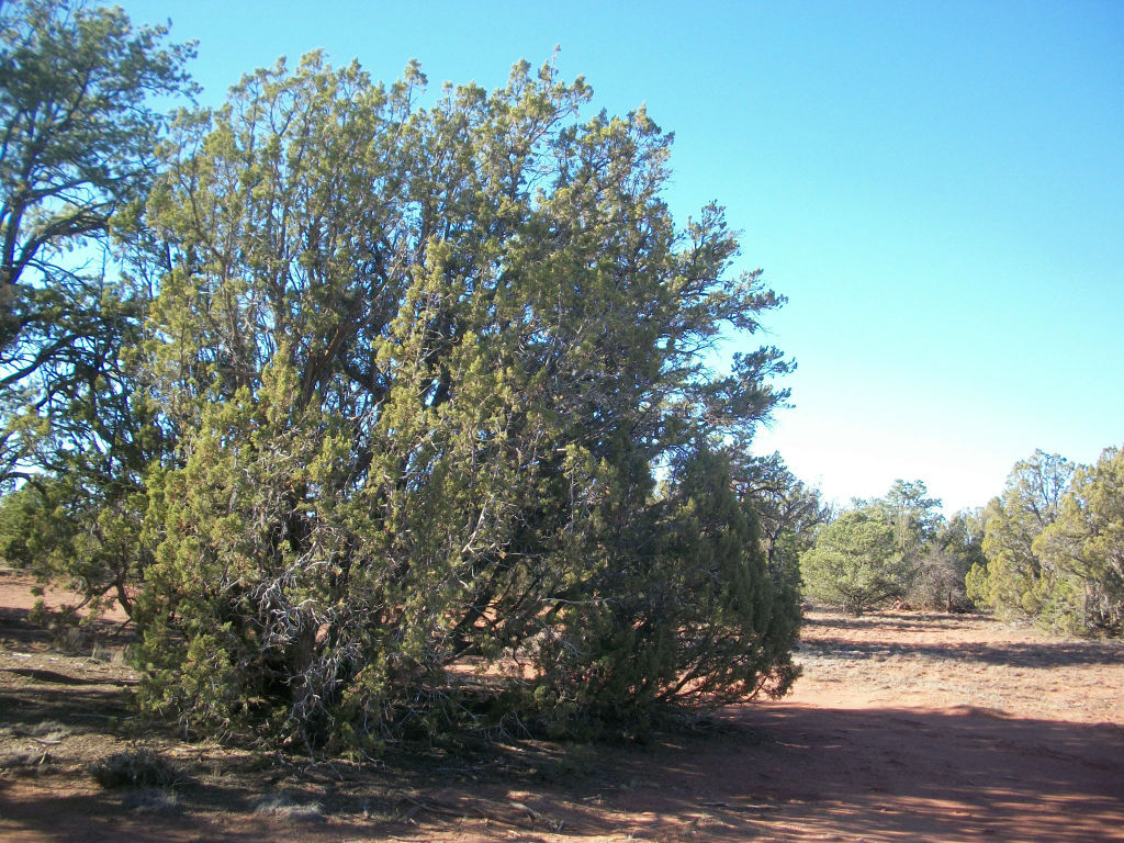 1 Acer Of Land For Sale Near Me